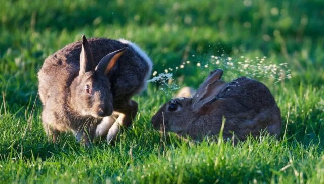 Why Does My Rabbit's Pee Smell Like Ammonia?