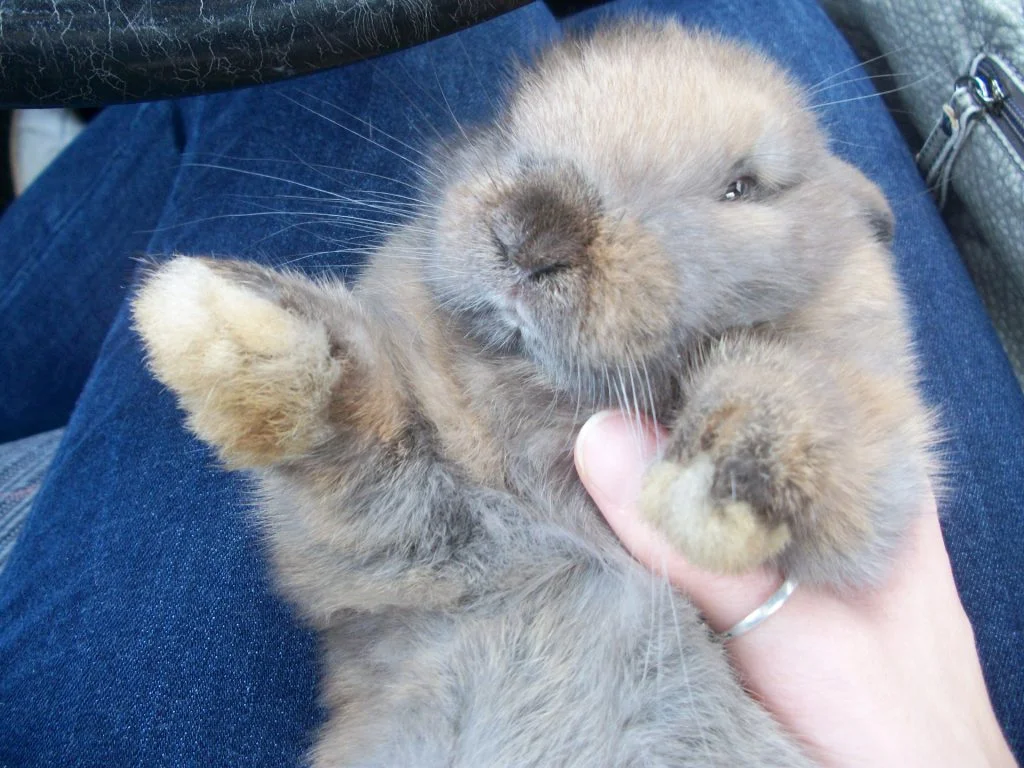 Is It Okay To Hold A Rabbit Like A Baby?